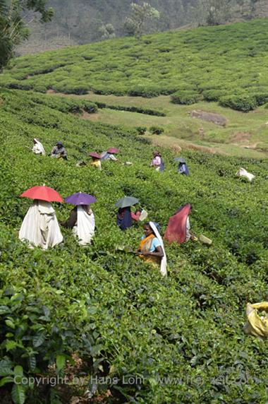 Tea Plantation, Thekkady_DSC7438_H600